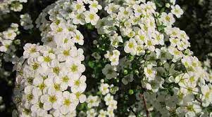 Grow this rounded broadleaf bush in shrub borders, as a small flowering hedge, or an accent plant. 20 Small Or Dwarf Flowering Shrubs With Pictures And Names
