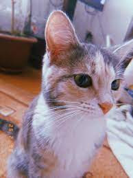 Unggahan video gadis cantik yang ungkap perbedaan selfie dari android dan ios ini diunggah dan menjadi viral di instagram oleh akun. Pin Oleh Esra Di Ë¡á¶¤á¶ áµ‰Ë¢áµ—Ê¸Ë¡áµ‰ Kucing Cantik Kucing Hewan