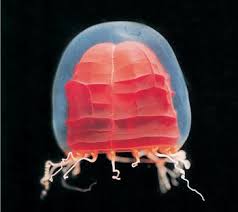 Image result for Pycnobotrya