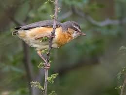 Image result for Brachyachne simonsii