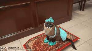 F6f Gifsboom Cat Dressed As Princess Jasmine Rides Crazy Cats Cat Dresses Crazy Cat Lady