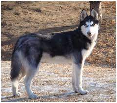 Also known as a huskador, labsky, or a siberian retriever, a husky lab mix is what you get when a siberian husky mates with a labrador retriever. He S A Siberian Husky Mixed With Wolf And Malamute Description From Roleplaygateway Com I Searched For This On Husky Dogs Siberian Husky Siberian Husky Dog