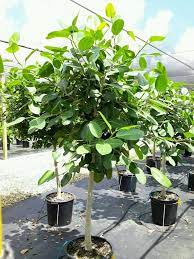 The ficus audrey, or ficus benghalensis, is a woody plant with structural tissues on the stems—making it grow unusually tall. 17 Ficus Audrey Standard Ficus Benghalensis Ficus Ficus Tree Indoor