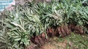 large cardamom seedlings youtube large cardamom seedlings youtube