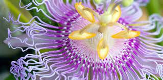 Passionflower The Great Enhancer Zamnesia Blog