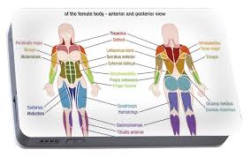 The smooth muscles are often found within the organs and structures of organs. Muscle Diagram Female Body Names Portable Battery Charger For Sale By Peter Hermes Furian