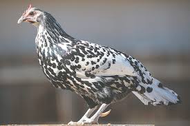 The chicken (gallus gallus domesticus), a subspecies of the red junglefowl, is a type of domesticated fowl, originally from asia. Roosters Too Fowl For Powell Powell Tribune