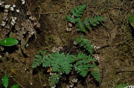 Image result for Cheilanthes involuta