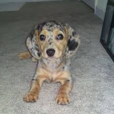 Black And White Dachshund Beagle Mix My Baby Cali Dapple Dachshund Fur Babies Beagle Mix