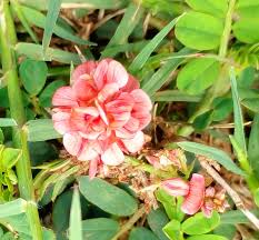 Image result for Indigofera melanadenia