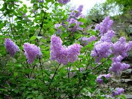 Lilacs Are Very Fragrant And Having One Or Two In Your Yard Can Make Your House Smell Fresh Throughout The Season This Lilac Tree Lilac Plant Prune Lilac Bush