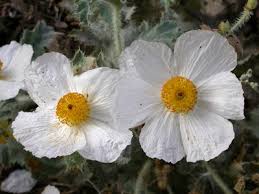 Image result for Papaveraceae