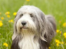 The sapsali has been identified and recognized by both leading korean dog societies, the korean canine club (fci affiliate) and the korean kennel club, but the only korean dog that has official international recognition is the jindo. 20 Shaggy Dog Breeds With Some Seriously Big Hair Always Pets