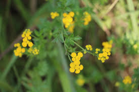 Image result for Schistostephium crataegifolium