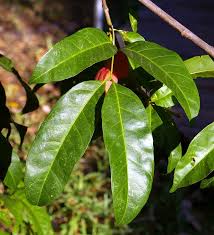 Image result for Blighia