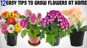 Maybe you would like to learn more about one of these? 12 Tricks To Grow Tons Of Flowers At Home Easy Tips Youtube