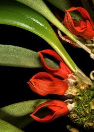 Image result for Bulbophyllum scaberulum