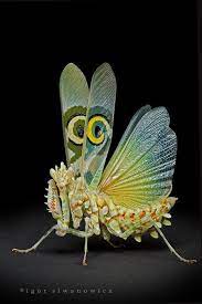 Maybe you would like to learn more about one of these? Animals Animals Animals Insects Praying Mantis Animals Beautiful