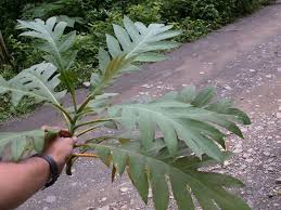 Image result for Bocconia