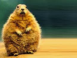 I So Need Spring To Come Groundhog Pictures Groundhog Groundhog Day