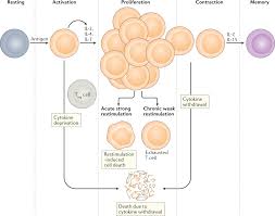 Animal cell technology from target to market. A Guide To Cancer Immunotherapy From T Cell Basic Science To Clinical Practice Nature Reviews Immunology