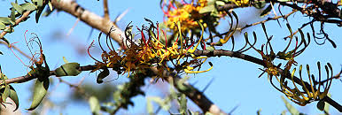 Image result for Plicosepalus amplexicaulis