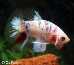 The top countries of suppliers are thailand, thailand, and. Premium Male Koi Plakat Betta Fish