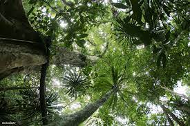 Facts Figures News Pictures And Information About Tropical Rainforests Rainforest Tropical Rainforest Tropical