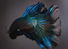 sưu tầm tập hợp các loại cá betta rồng(betta dragon) dũng mãnh 1. Blue Dragon Photograph By Jennifer Gaida