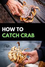 This Article About Crabbing Is Absolutely Loaded With Crabbing Tips And Techniques It Goes Over What Crabbing Gear You Ll Need Wh In 2020 Crab Crab Fishing Crab Trap