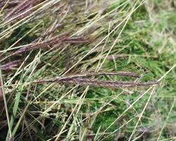 Image result for Dichanthium