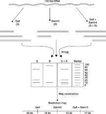 Restriction Map An Overview Sciencedirect Topics