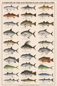 saltwater fish chart salt water fish tumblr saltwater fish