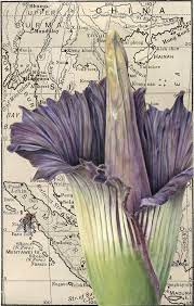 Picture Botanical Illustration Botanical Drawings Botanical Sketchbook