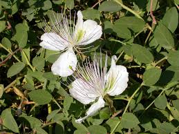 Image result for Capparaceae