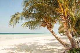 Image result for Sandy Beach 2013 Captiva