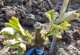 Mai jos, cateva repere importante de spatiere intre plante, de gard, de gardul vecinului, daca vrei sa faci gard viu din la ce distanta de casa se planteaza tuia? La Ce Distanta Am Plantat Noi Butasii De Vie Realitatea In Poze
