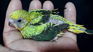 Maple, birch, oak, and walnut. Black Wings Budgies Posts Facebook