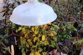 Recessed lights have diameters ranging from 3 to 6 inches. Grow Lights For Indoor Plants Hgtv