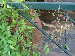 Image result for Asparagus asparagoides