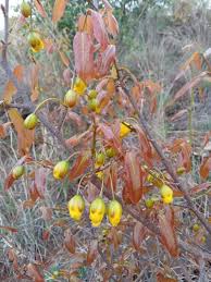 Image result for Ochna oxyphylla