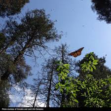 Contact the monarch insurance company on messenger. Csrwire Restoring Critical Monarch Butterfly Habitat In Mexico