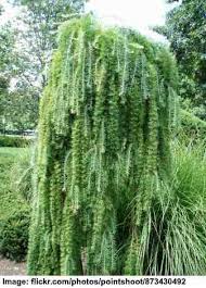 Check spelling or type a new query. Small Or Dwarf Weeping Trees For Landscaping With Pictures