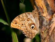 Check spelling or type a new query. Free Milkweed Seeds The Butterfly Farm Aruba