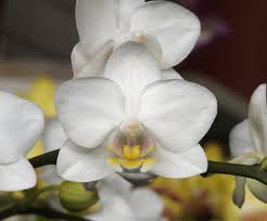 Image result for Diaphananthe vesicata