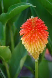 Image result for Chlorophytum colubrinum