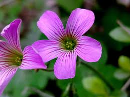 Full Hd Flower Nature Wallpapers High Quality Hd Wallpapers Nature Forests are one of the finest parts of the environment, both human and animals, and even nature itself cannot exist without.