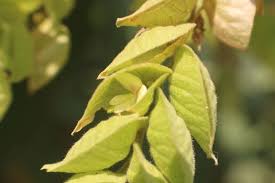 Image result for Flemingia strobilifera