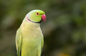 We did not find results for: Indian Ringneck Parakeet Health Personality Colors And Sounds Petguide
