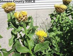Washington State Noxious Weed Control Board